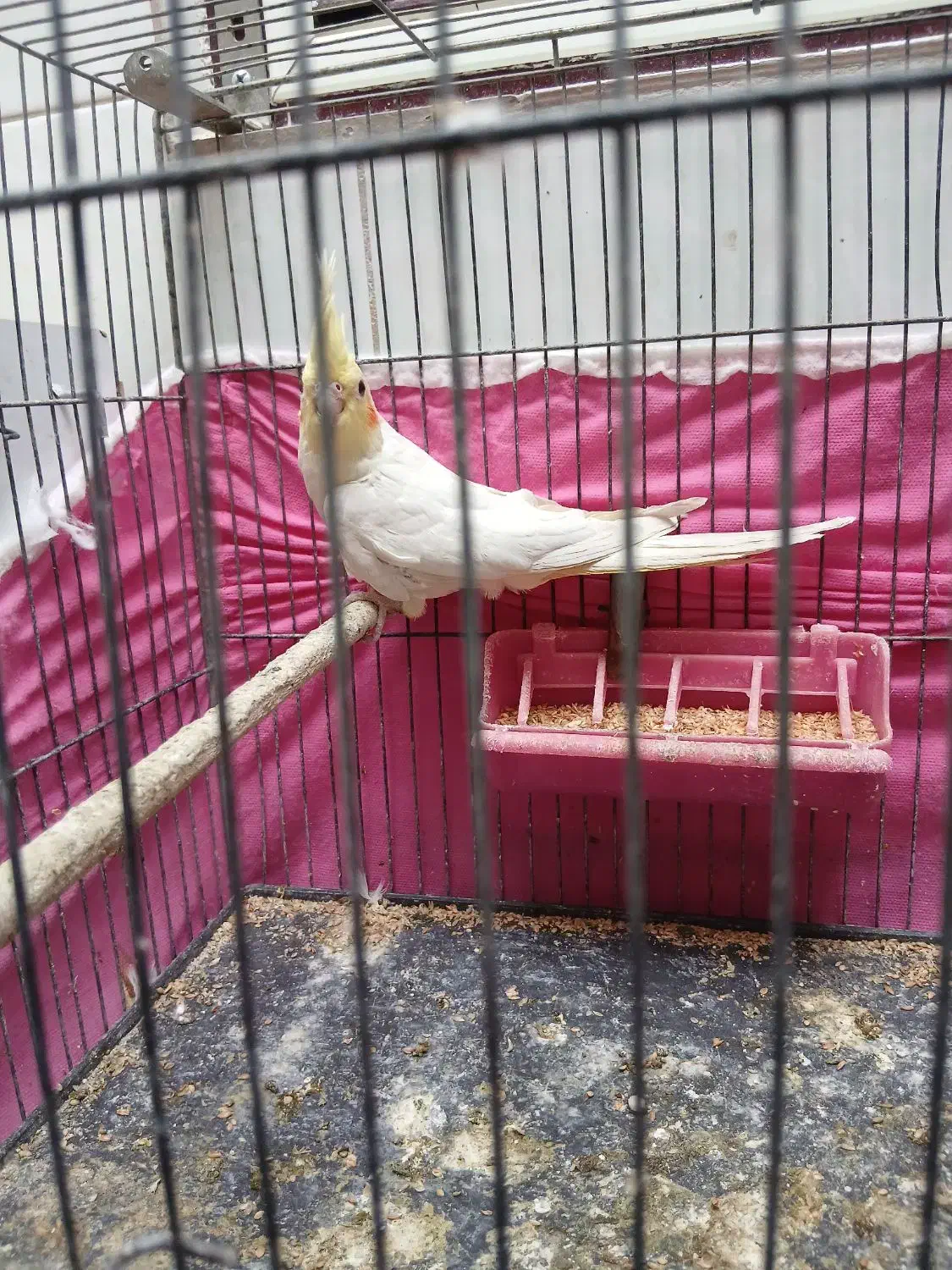 جوجه عروس هلندی|پرنده|مراغه, |دیوار