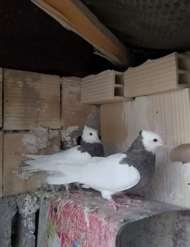 طوقی|پرنده|هیرمند, |دیوار