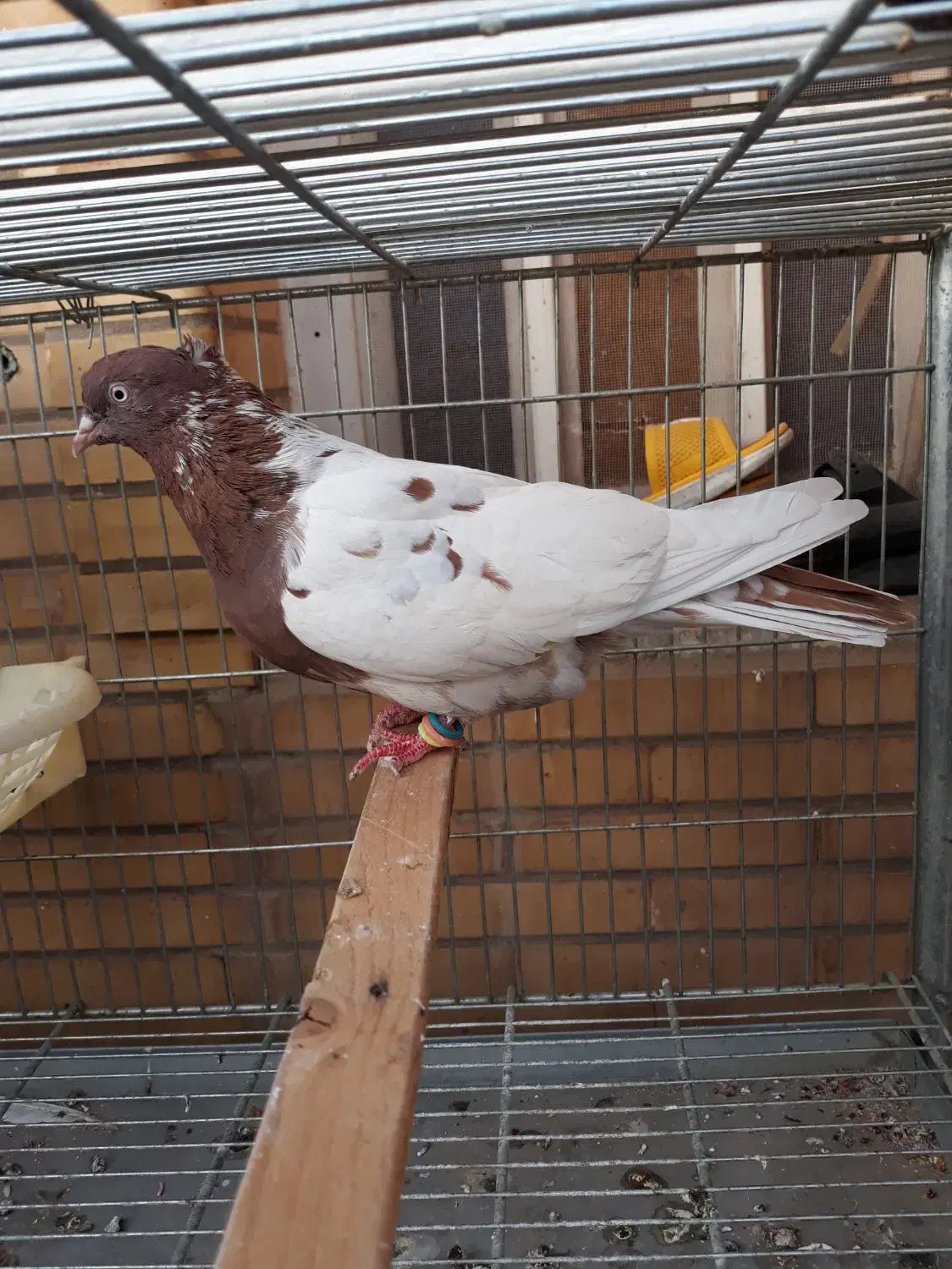 سینه سرخ ماده درشت|پرنده|اهواز, کوی سعدی|دیوار