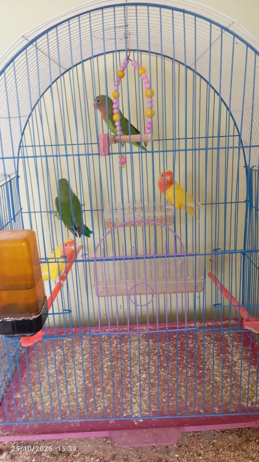 طوطی برزیلی|پرنده|مرند, |دیوار