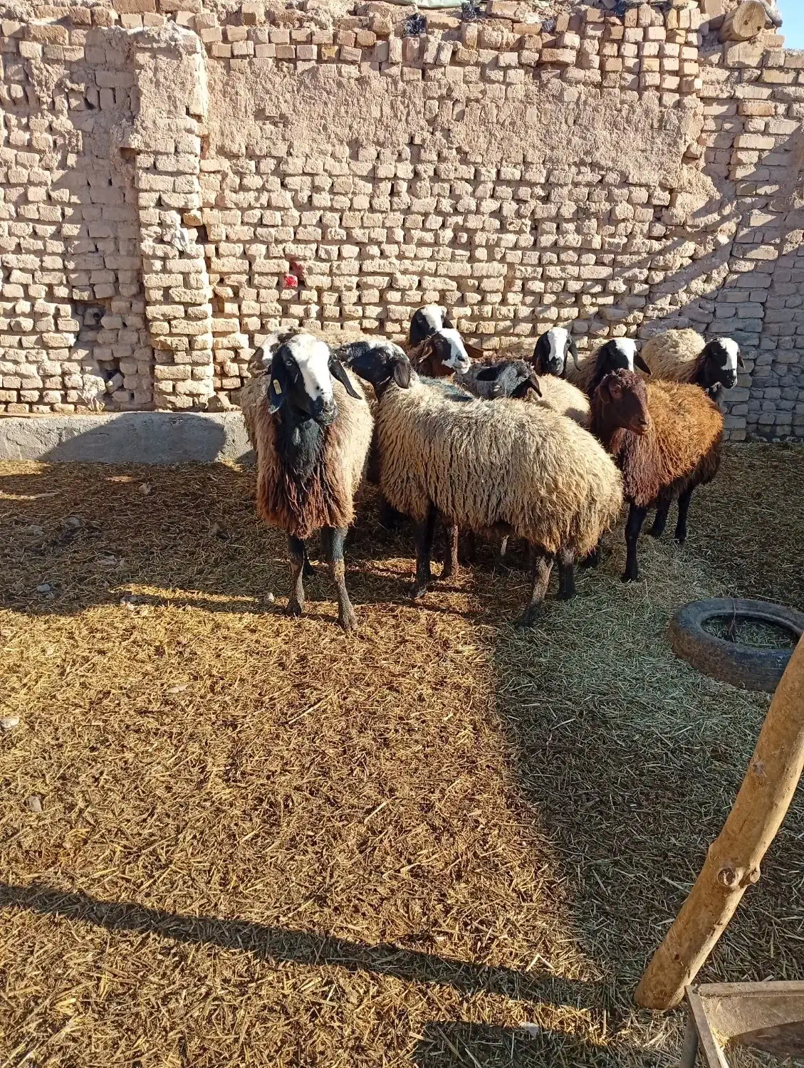 میش شال|حیوانات مزرعه|بوئین زهرا, |دیوار