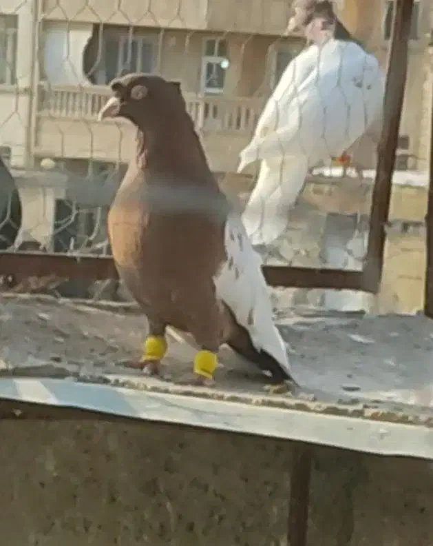 سینه سرخ وسینه زرد|پرنده|شیراز, کوشک میدان|دیوار