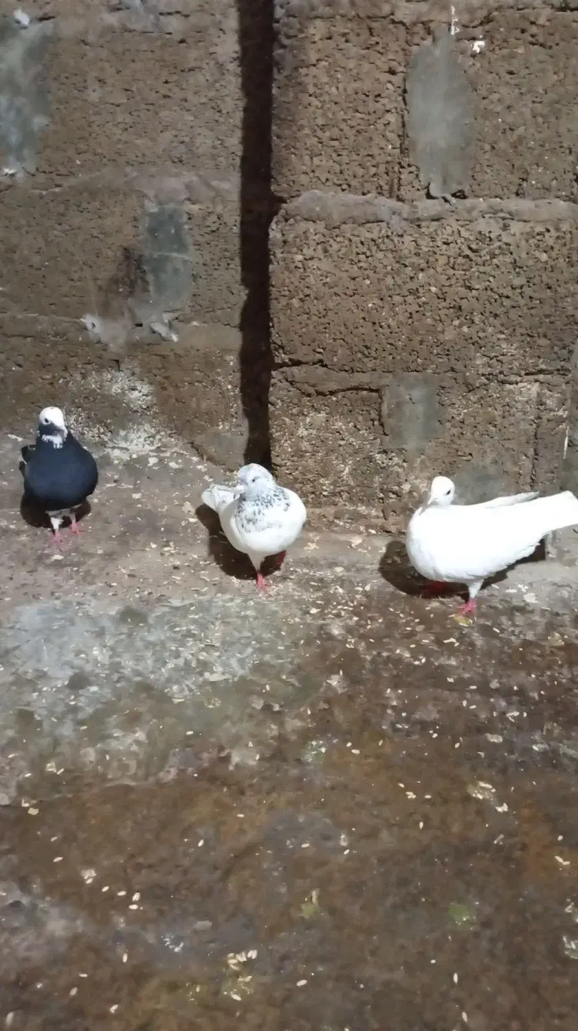 کبوتر یاکفتر|پرنده|رشت, منظریه|دیوار