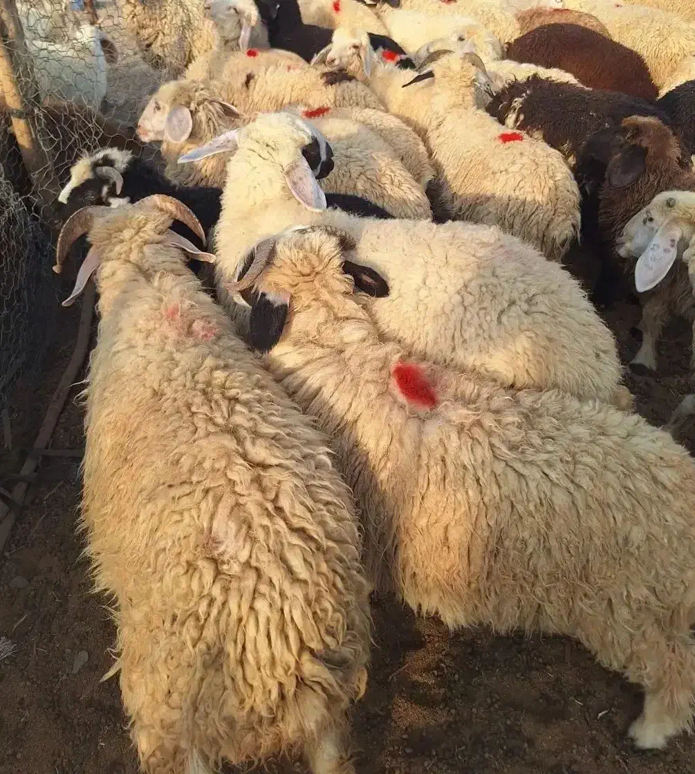 بره|حیوانات مزرعه|جیرفت, |دیوار