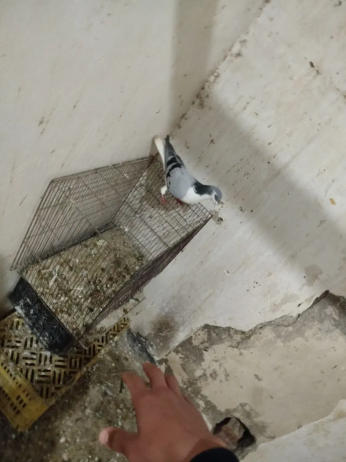 کفتر‌شیخی|پرنده|فیروزآباد (آذربایجان), |دیوار