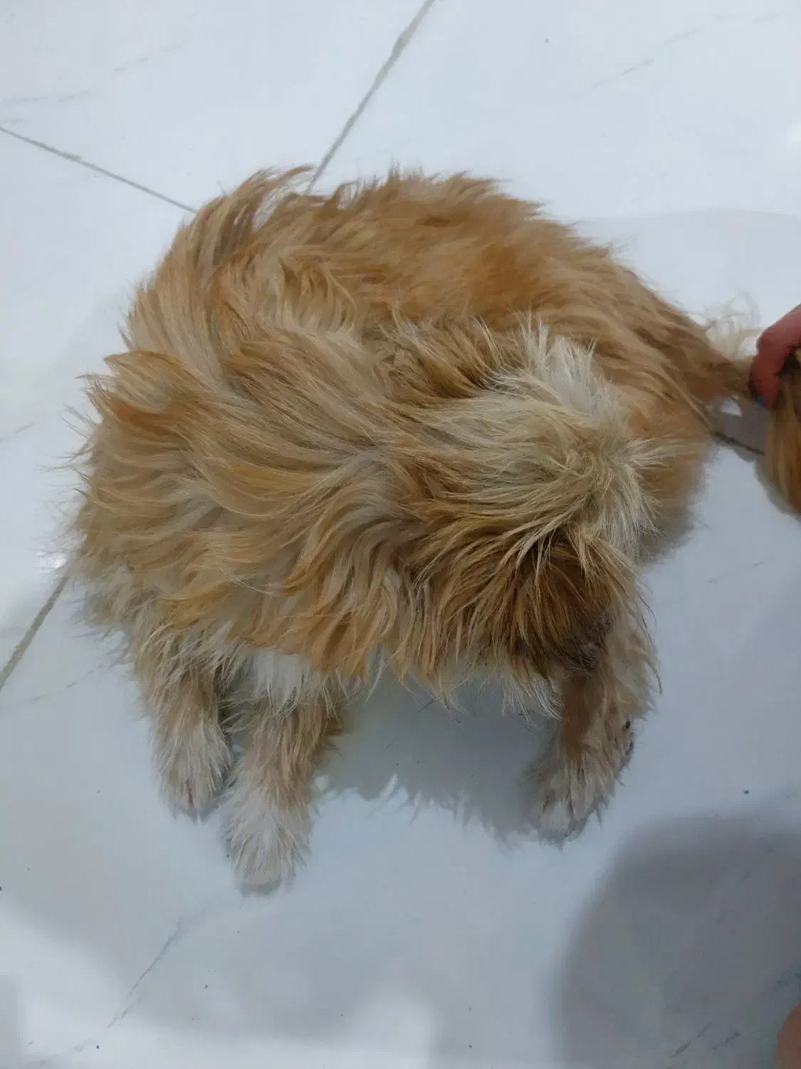 حیوان خانگی|سگ|مشهد, هدایت|دیوار