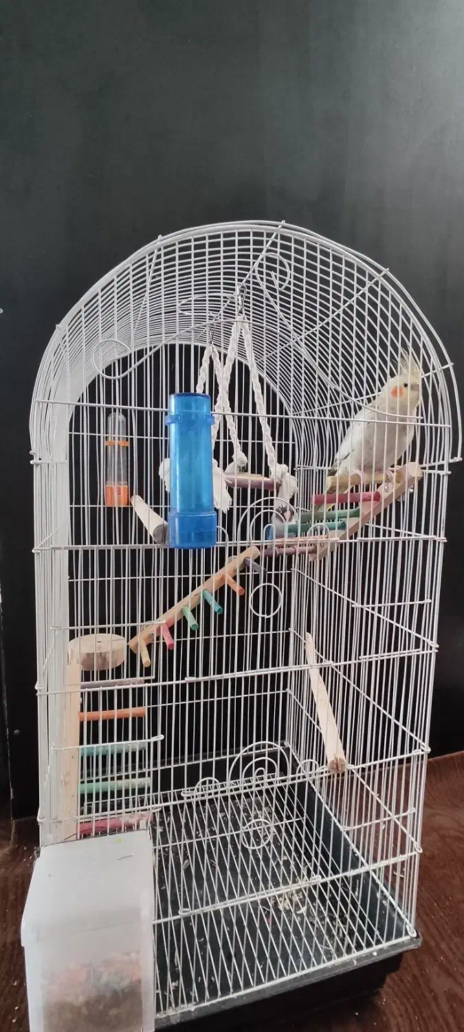 3000000عروس هلندی ماده کوتوله برزیلی نروقفس|پرنده|قم, نخودی|دیوار