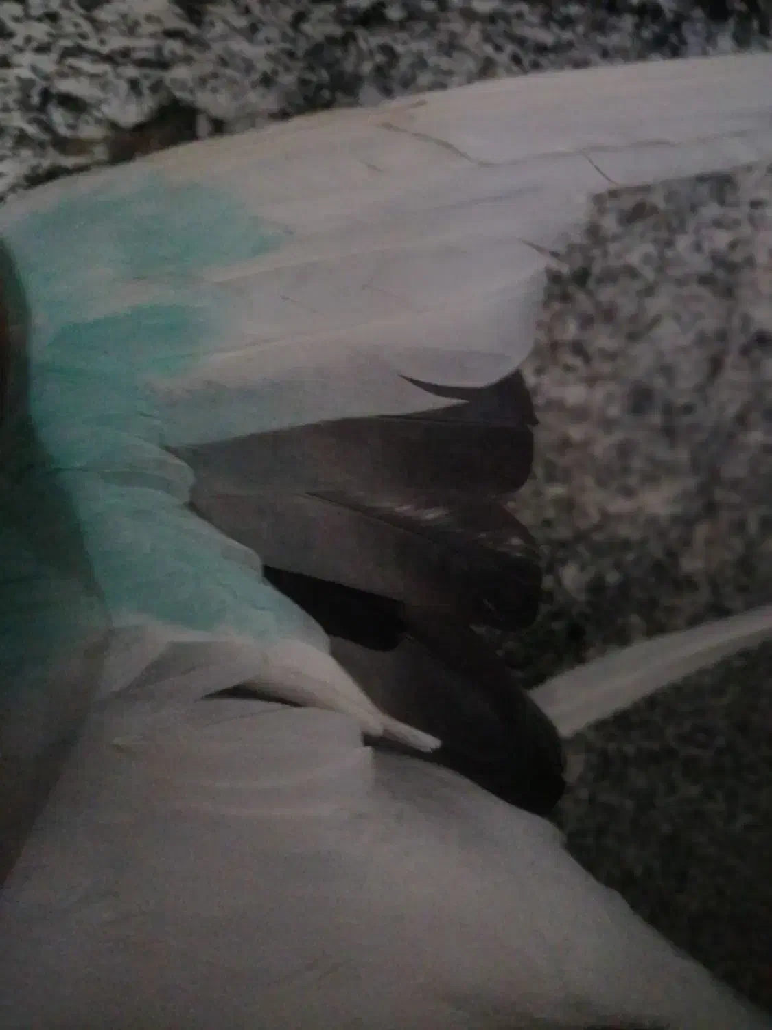 دوکت ماده بلندگرد|پرنده|ملایر, |دیوار