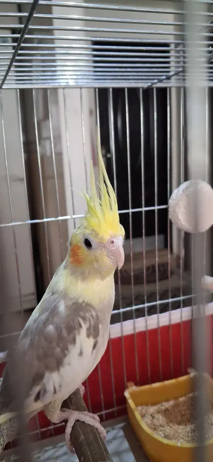 جوجه عروس هلندی دوکت|پرنده|قم, قلعه یزدیها|دیوار