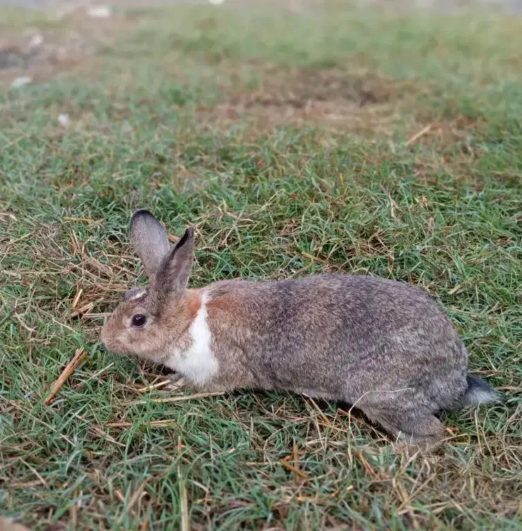 خرگوش|موش و خرگوش|بندر ترکمن, |دیوار