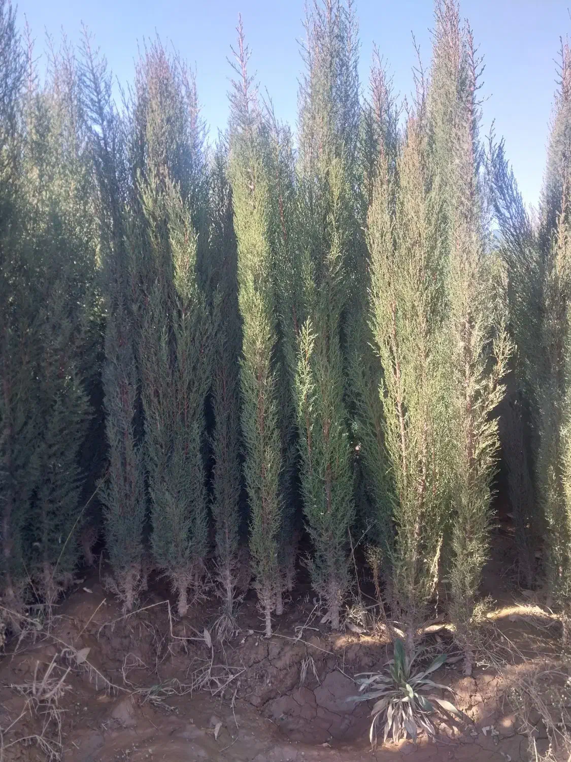 سروشیراز..|گل و گیاه طبیعی|خفر, |دیوار