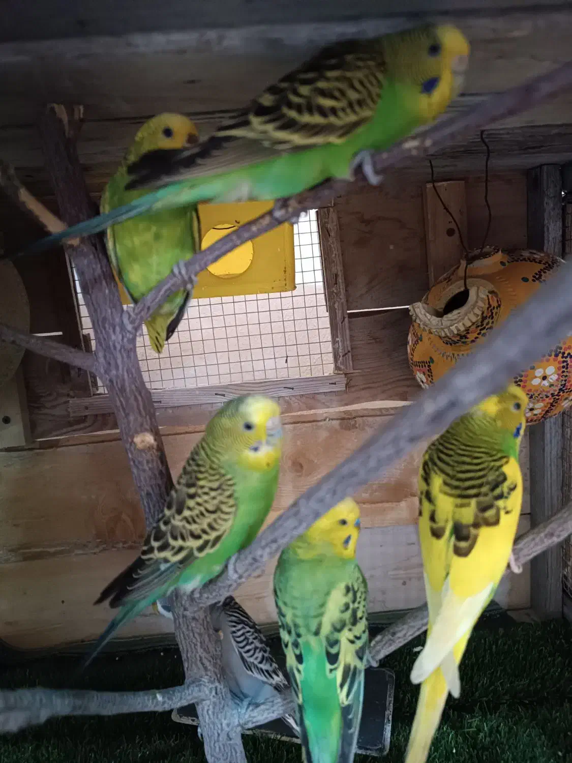 مرغ عشق|پرنده|قشم, |دیوار