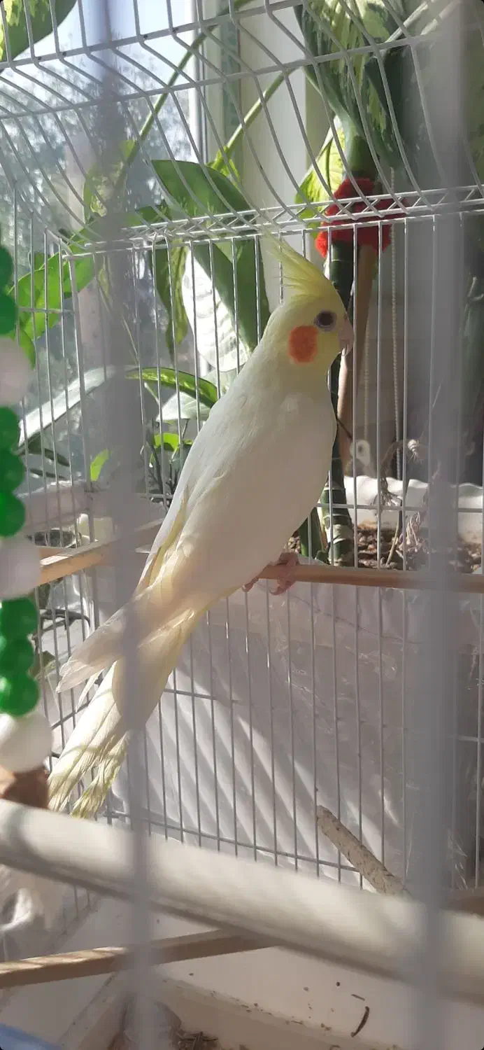 عروس هلندی ماده|پرنده|نقده, |دیوار