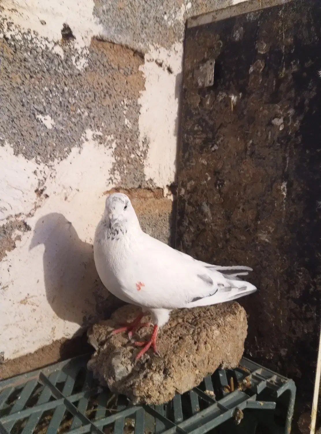 کبوتر شرطی|پرنده|سیلوانه, |دیوار