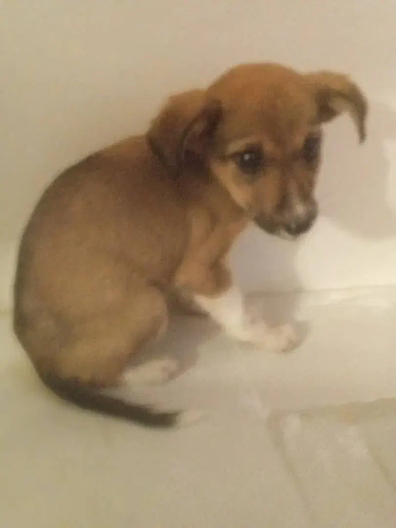 توله سگ|سگ|بوشهر, |دیوار