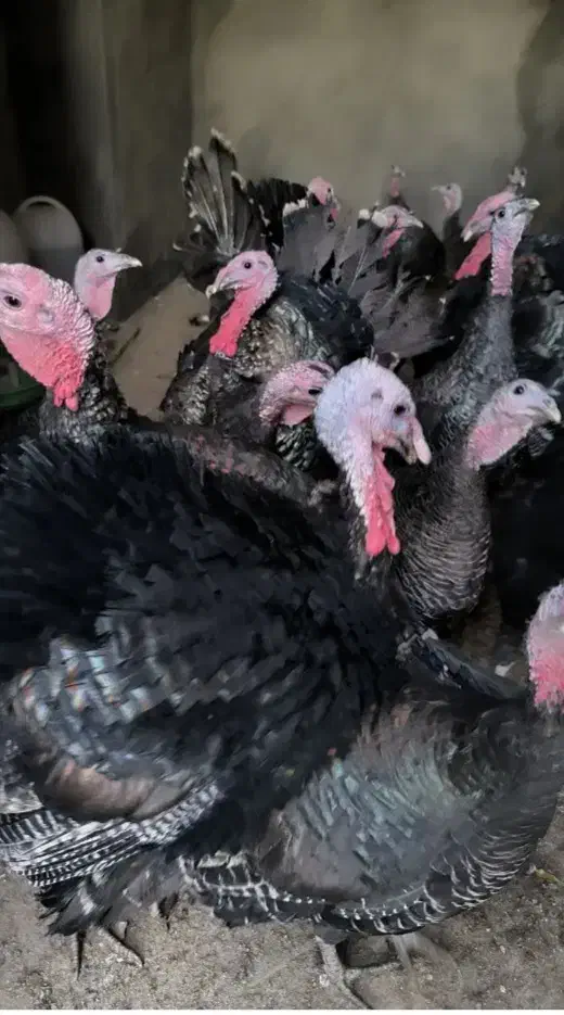 بوقلمون نر|حیوانات مزرعه|گالیکش, |دیوار