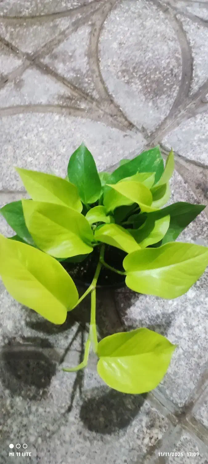 بامبو .گل .گلدان بامبو|گل و گیاه طبیعی|ورامین, ورامین|دیوار