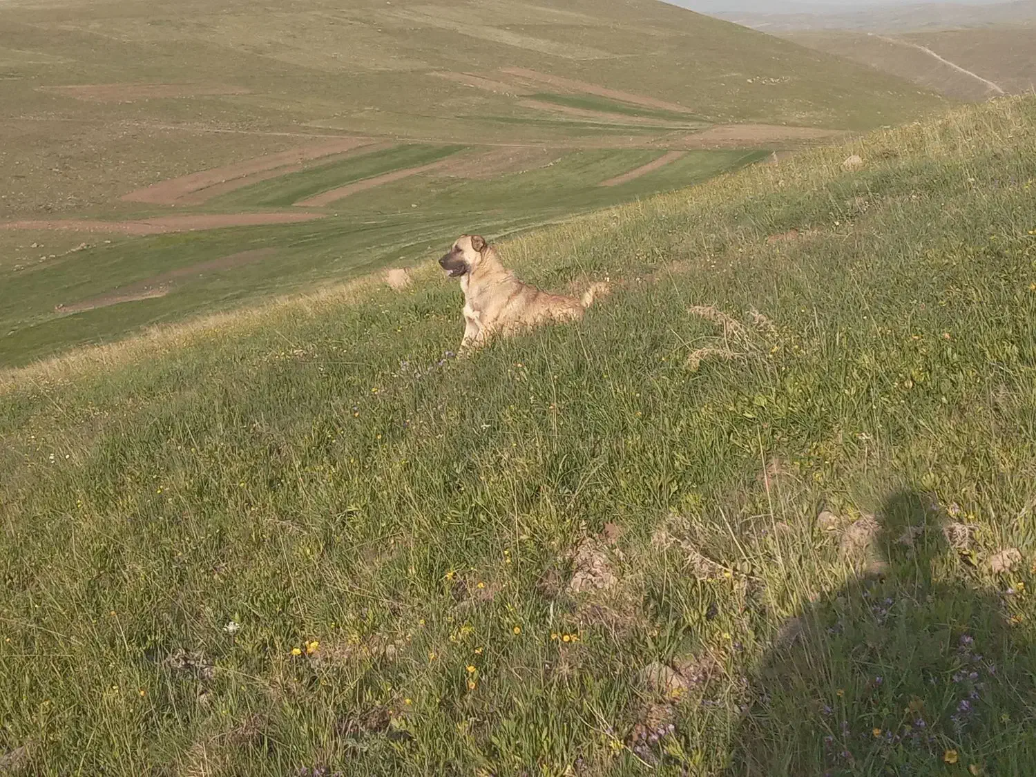 سگ کانگال|سگ|ورزقان, |دیوار