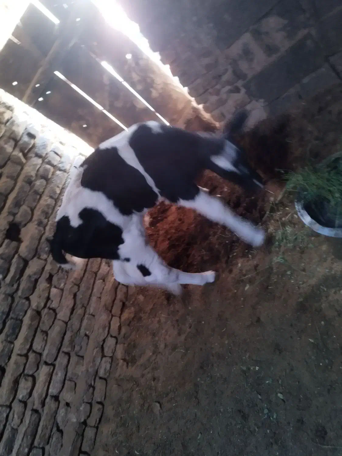 گوساله خونگی|حیوانات مزرعه|قائن, |دیوار