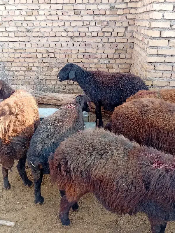 کاور افشاری اصل همه مایه دار|حیوانات مزرعه|تربت جام, میان جام|دیوار