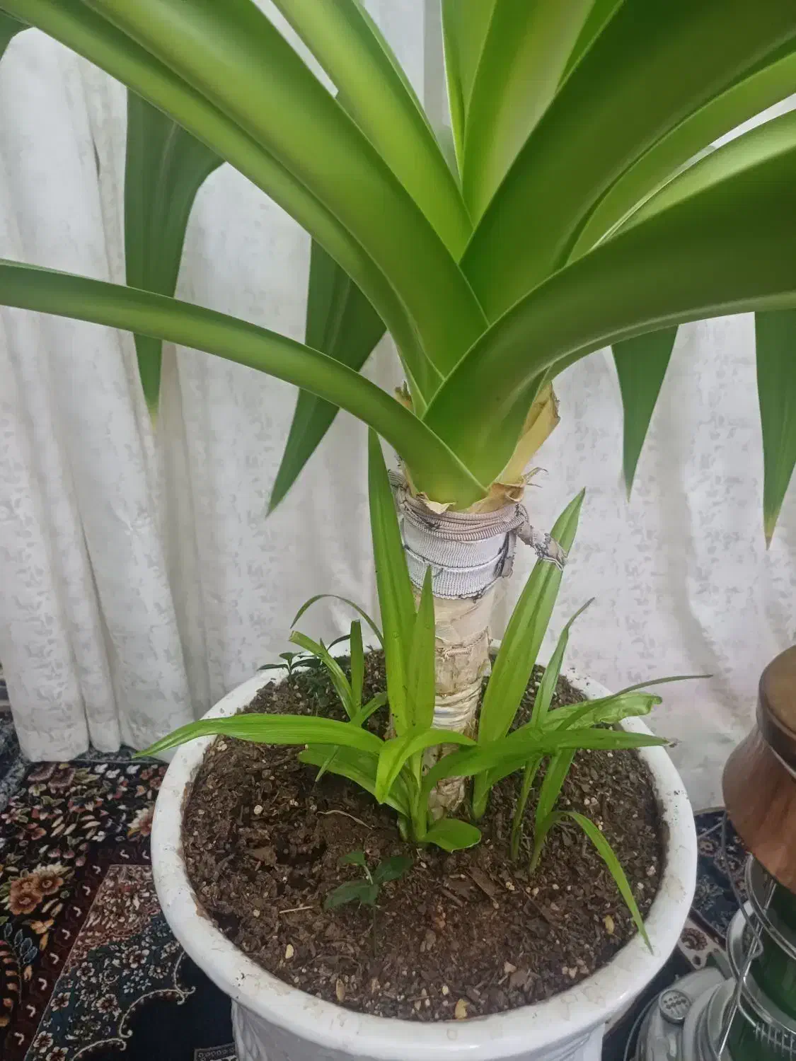 گل زرتی باریشه زدن زیاد|گل و گیاه طبیعی|صدرا-فارس, فاز ۱|دیوار