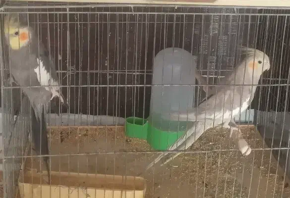 عروس هلندی|پرنده|کرمان, |دیوار