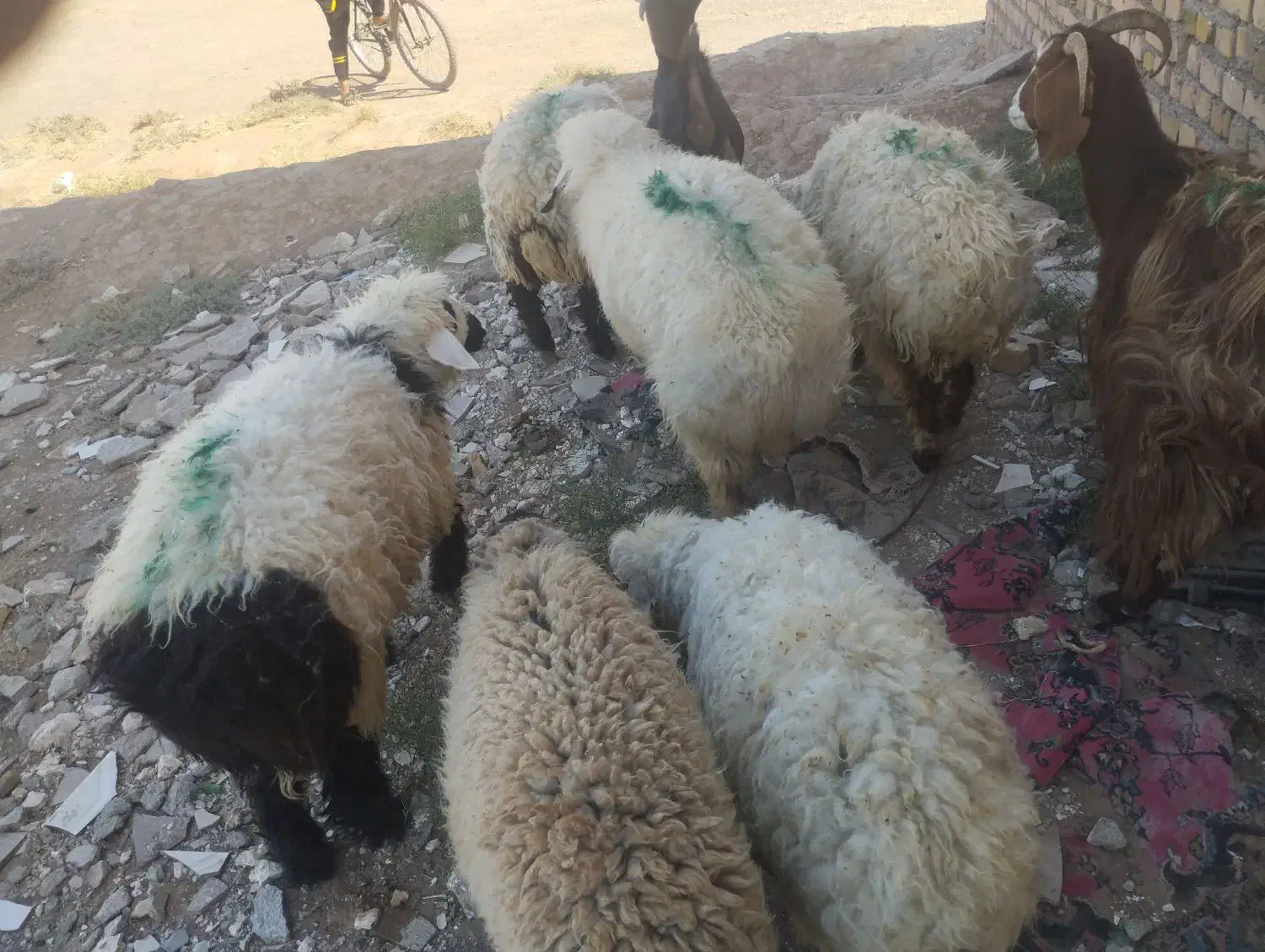 بره سیاه دم  خالص|حیوانات مزرعه|تایباد, |دیوار