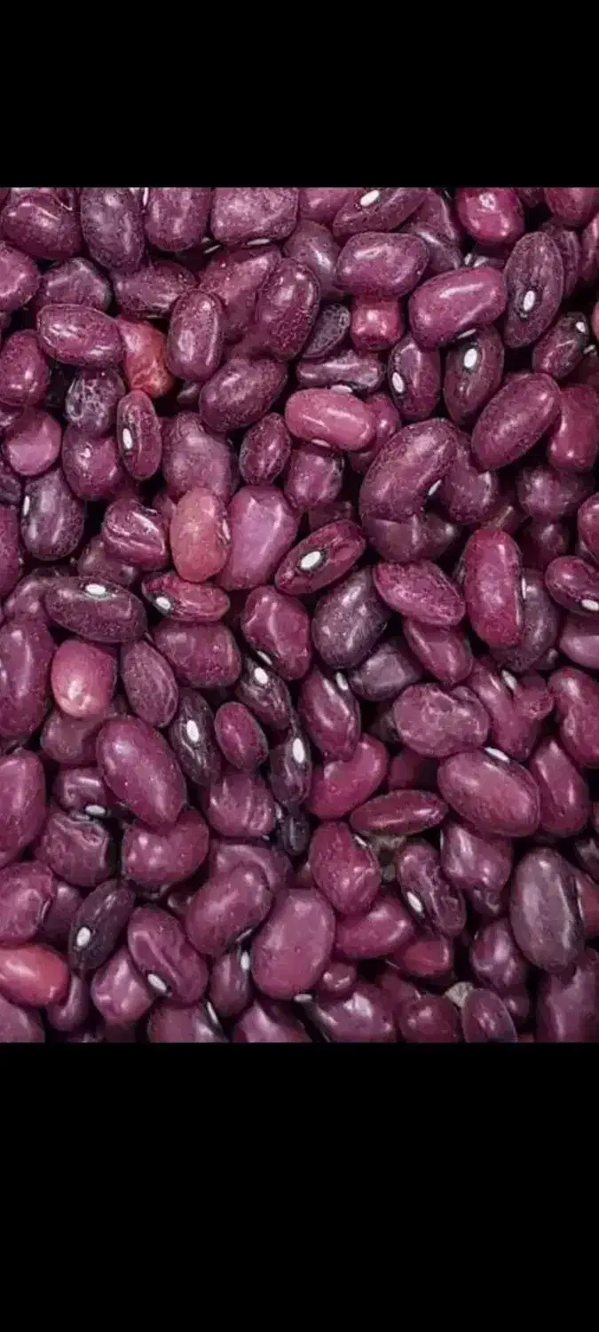 لوبیا قرمز برا امسال|خوردنی و آشامیدنی|زنجانرود, |دیوار