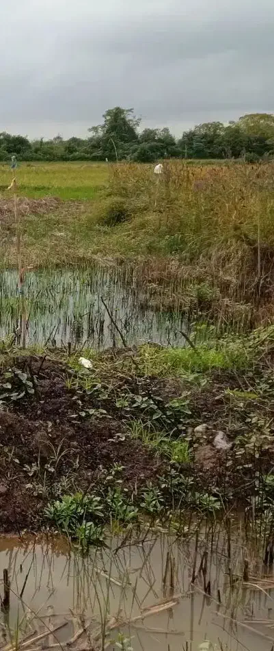 زمین فروشی سندتک برگ|فروش زمین و ملک کلنگی|رشت, حومه رشت|دیوار