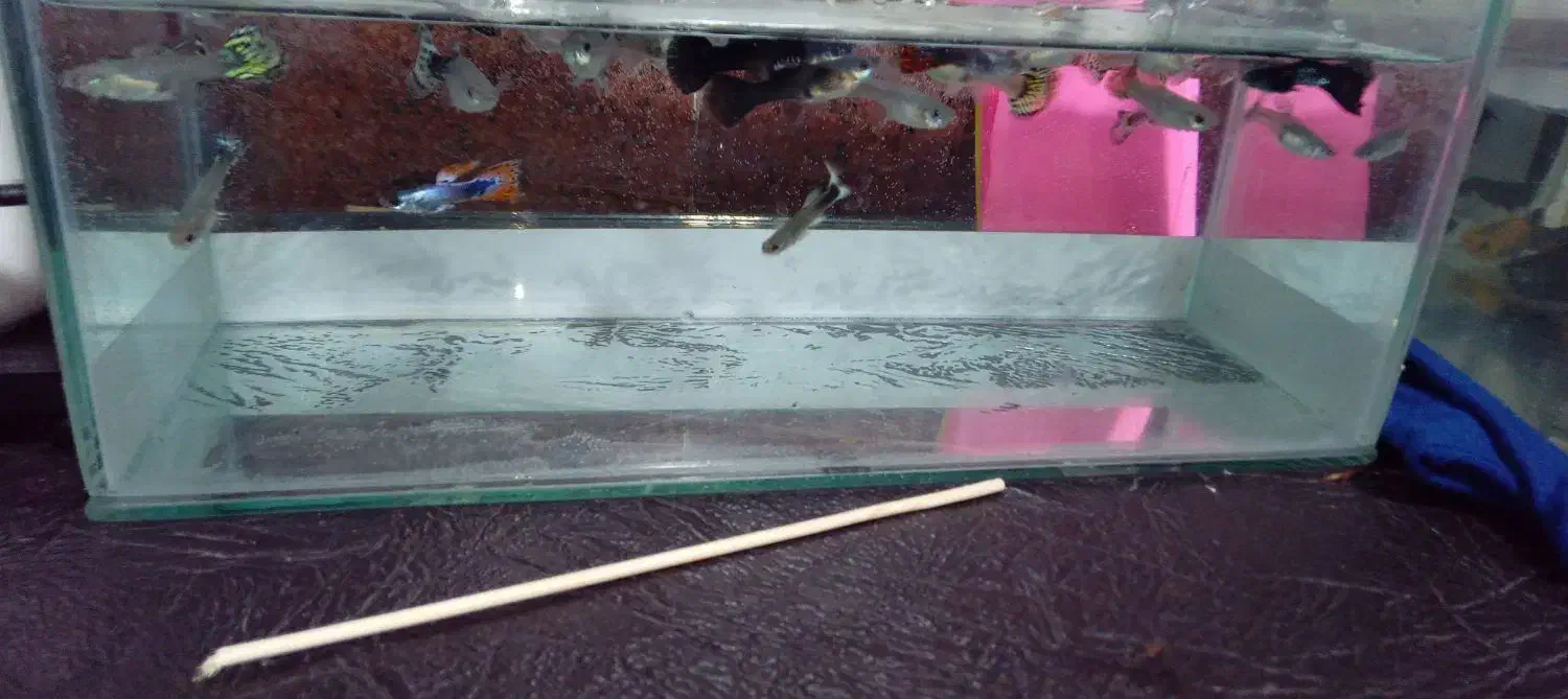 گوپی مولد و...|ماهی|چهاردانگه (تهران), |دیوار