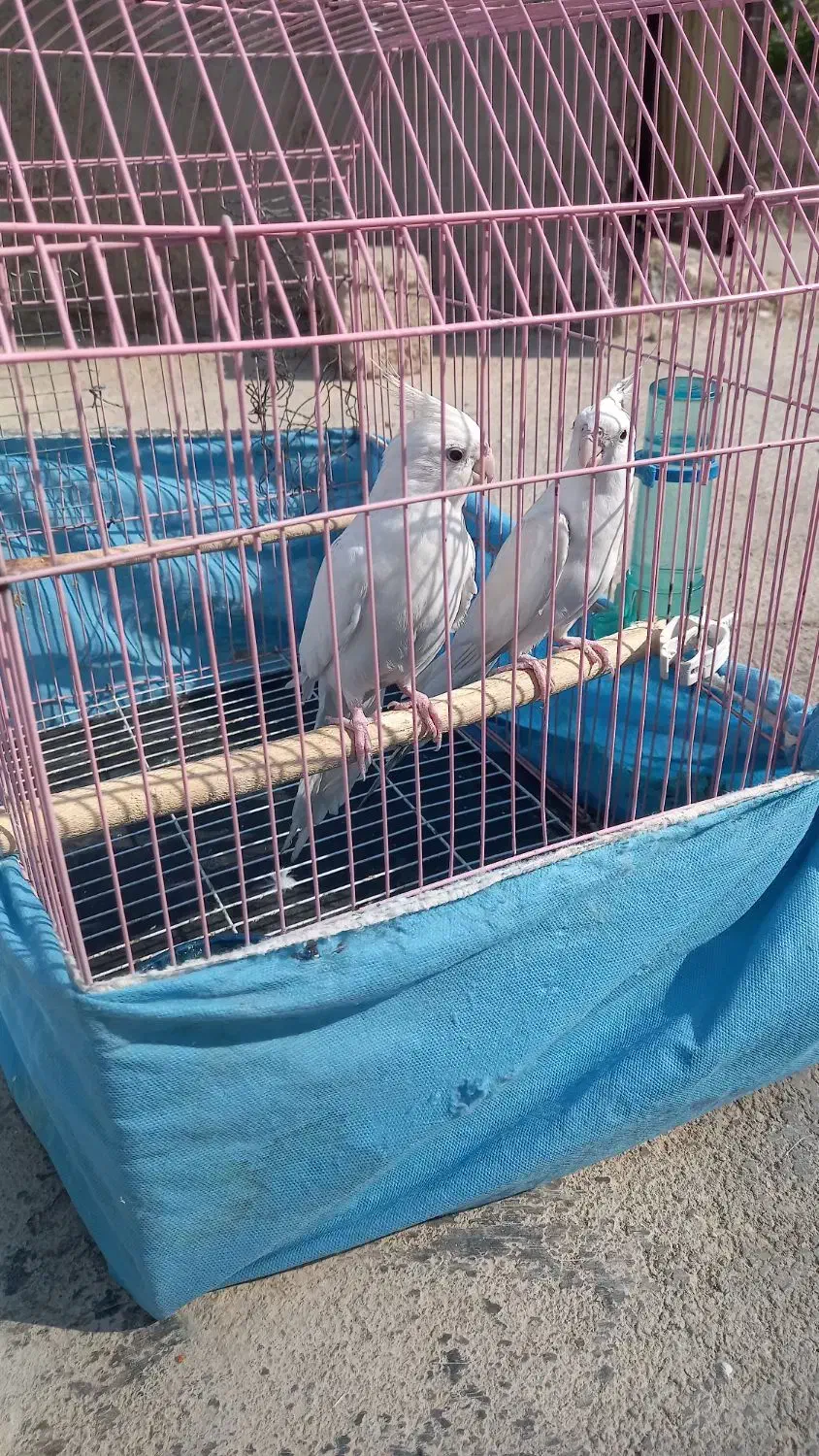 پرنده طوطی عروس|پرنده|آغاجاری, |دیوار