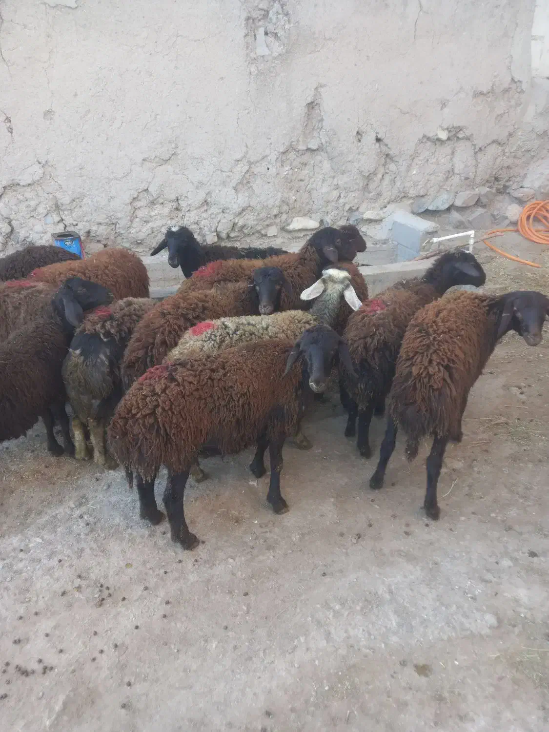 ۱۴راس بره ماده دمازلیخ|حیوانات مزرعه|کشاورز, |دیوار