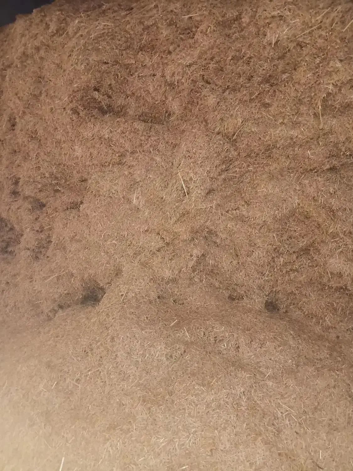 کاه گندم|لوازم جانبی حیوانات|فیروزه, |دیوار