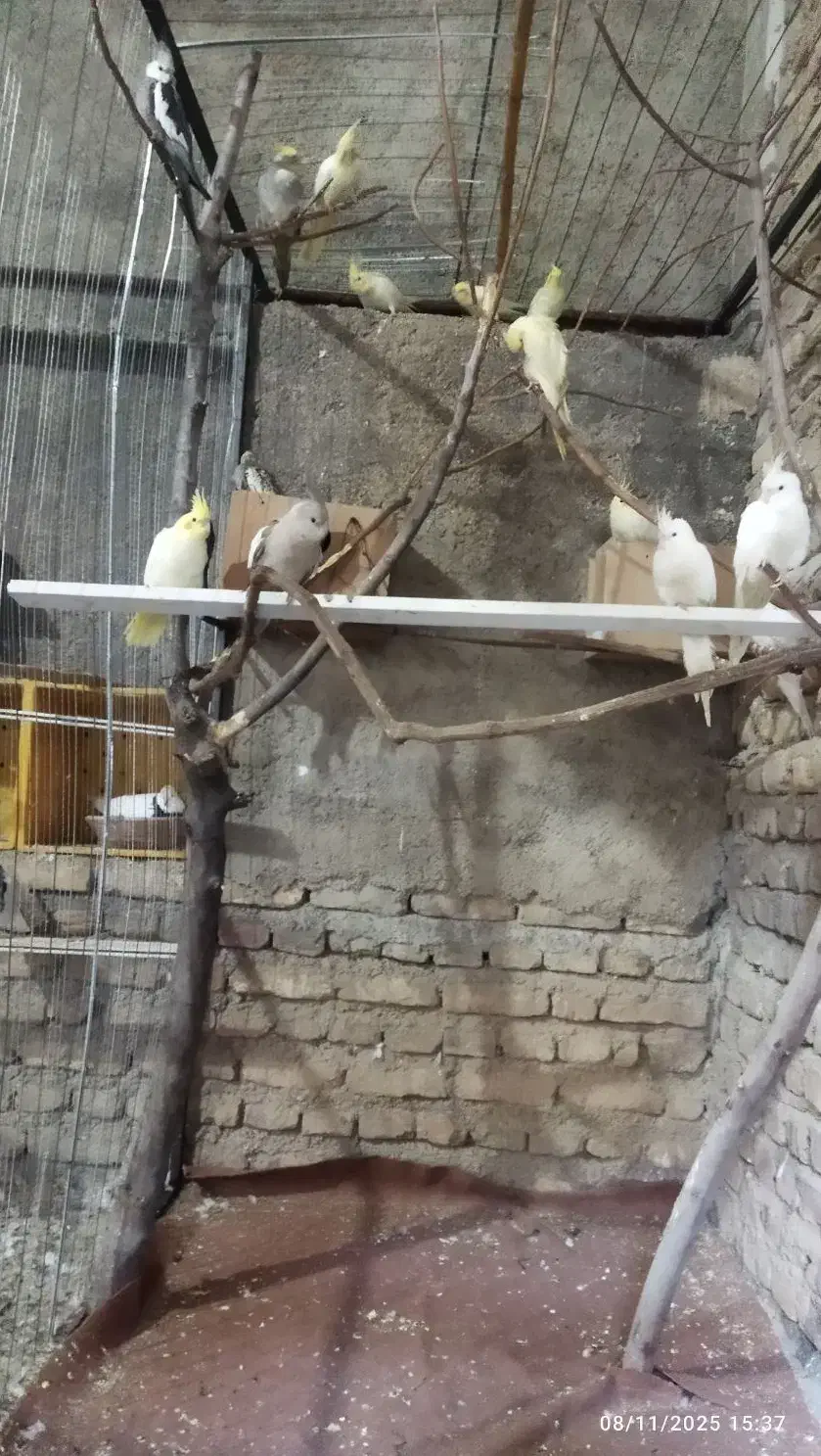 عروس هلندی|پرنده|کلاله, |دیوار