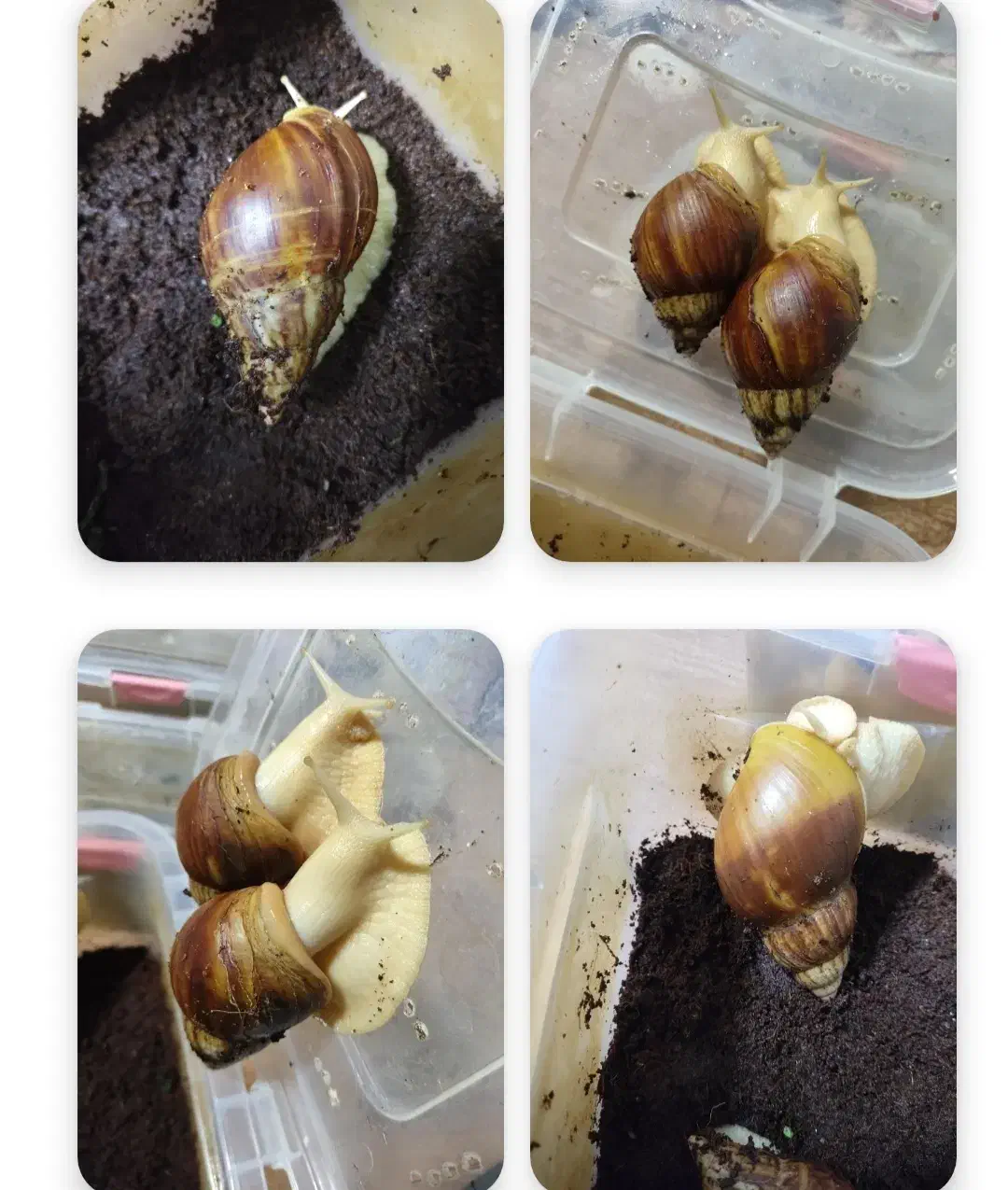 فروش حلزون|خزنده|لاهیجان, لیل|دیوار