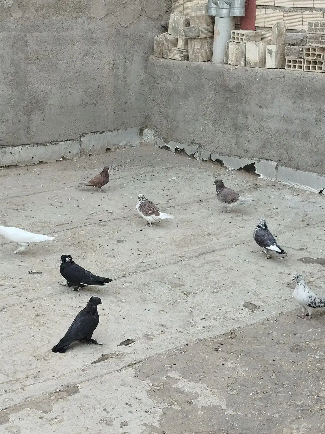 کفتر یه جای ۸ تا دونه|پرنده|قم, شهرک فاطمیه|دیوار