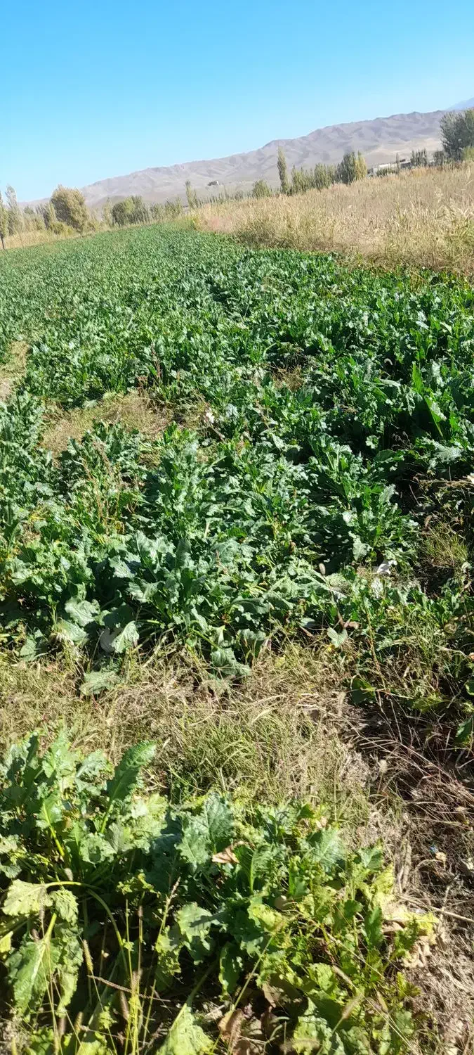 زمین زراعی|فروش دفتر صنعتی، کشاورزی، تجاری|خوی, |دیوار