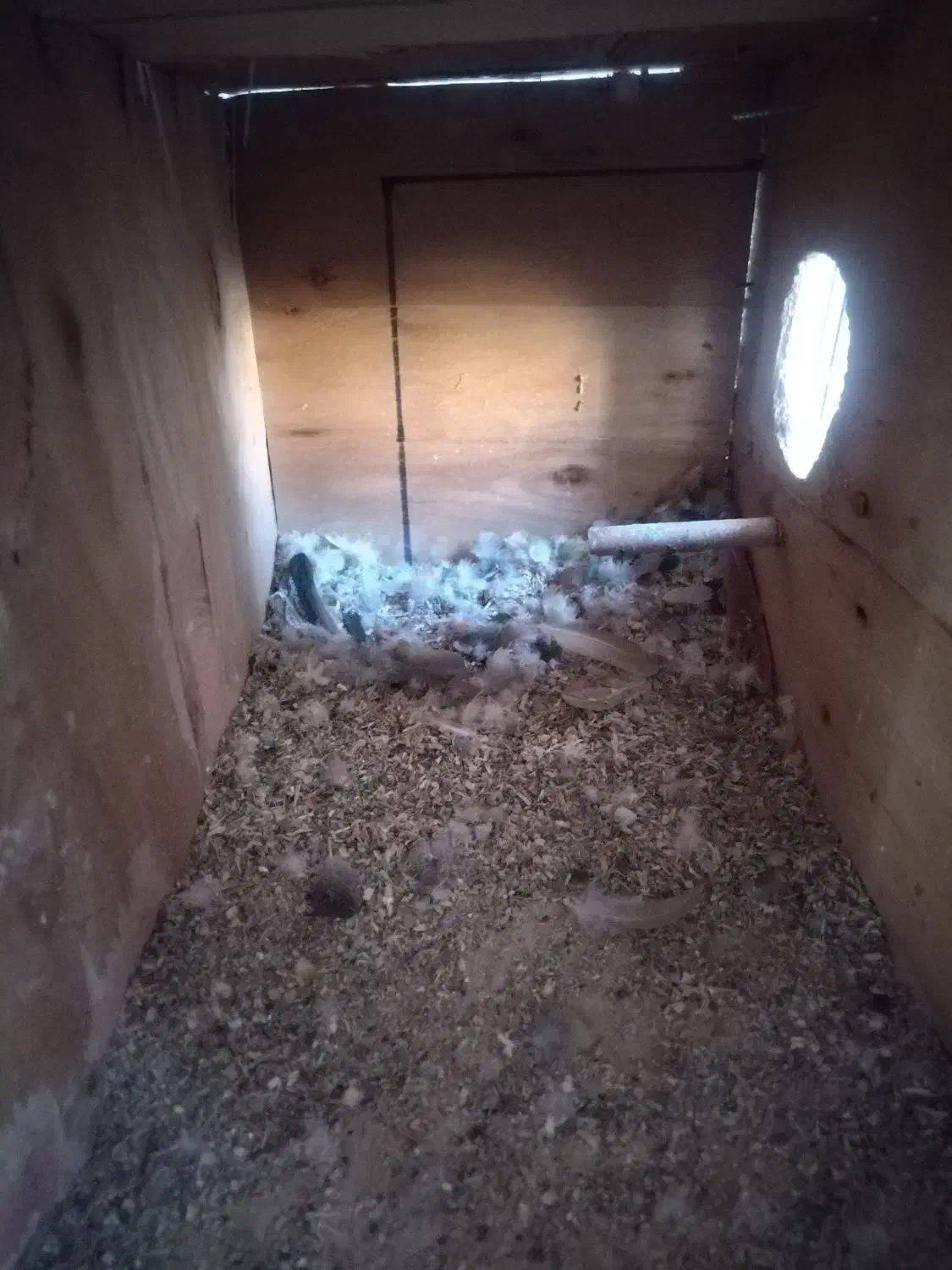 جفت گرینچیک|پرنده|یزد, |دیوار