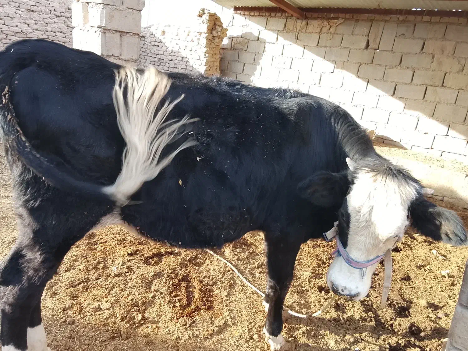 گاو فروشی|حیوانات مزرعه|زابل, |دیوار