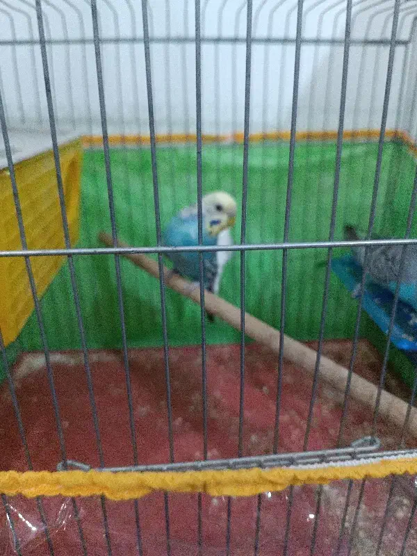 مرغ عشق|پرنده|شیراز, کوشک میدان|دیوار