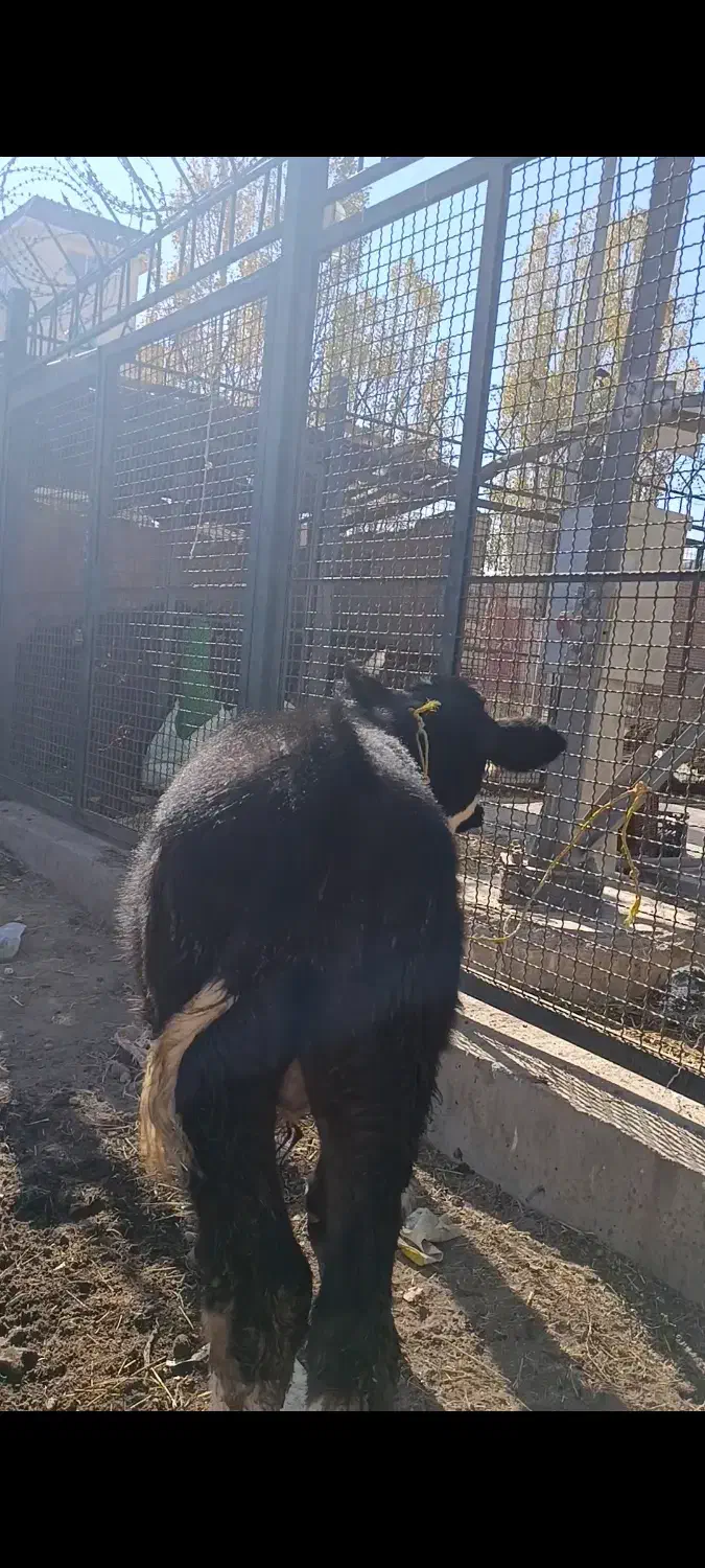 گوساله|حیوانات مزرعه|نظر کهریزی, |دیوار