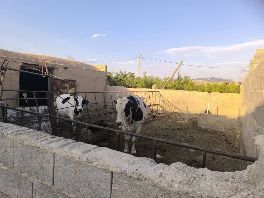 فروش یک کارگاه تیرچه بلوکی یا گاوداری|فروش دفتر صنعتی، کشاورزی، تجاری|شهرضا, |دیوار