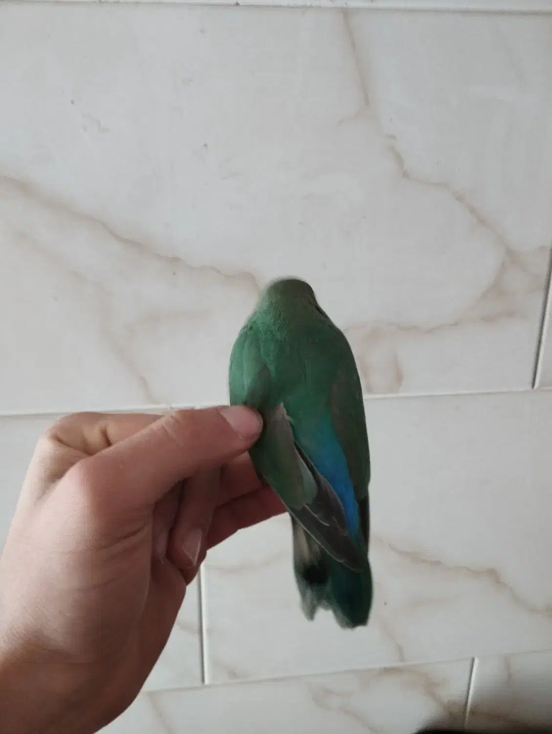 طوطی برزیلی|پرنده|مرند, |دیوار