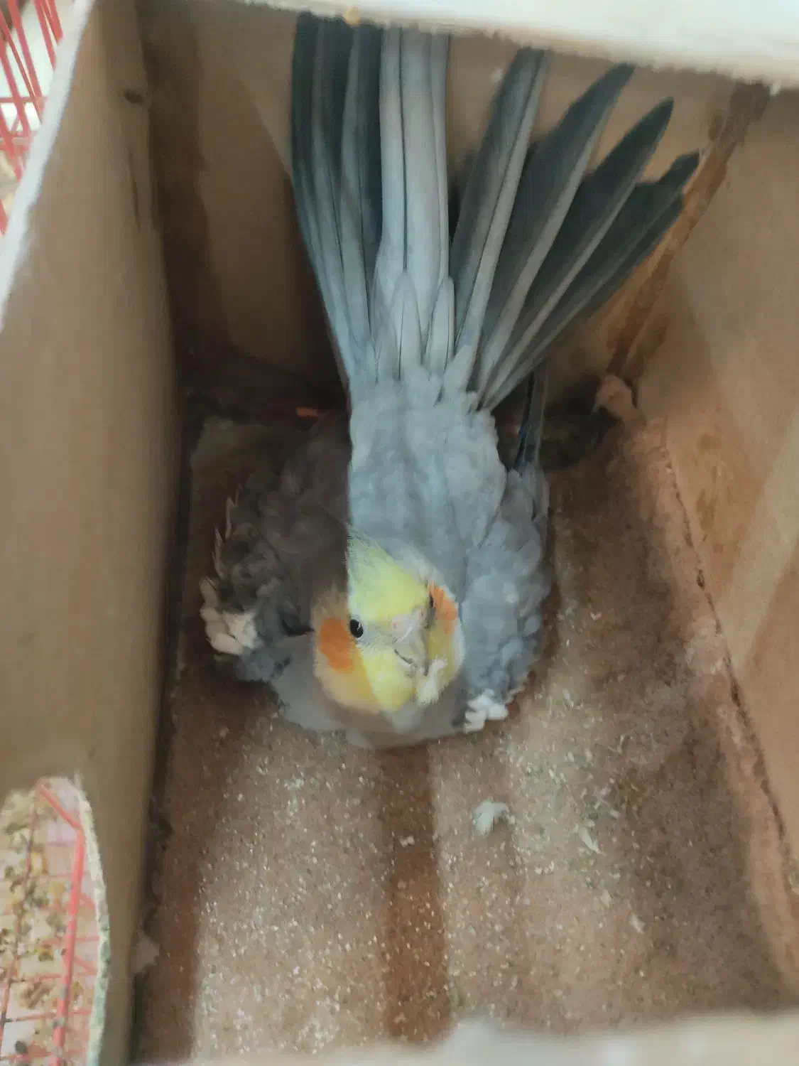 یک جفت عروس هلندی کاملا سالم و تخم گذار|پرنده|پارس‌آباد, |دیوار