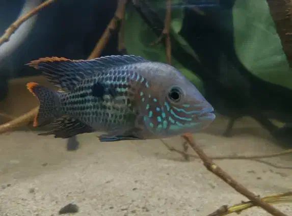 فروش و معاوضه تعدادی ماهی|ماهی|کرمانشاه, |دیوار