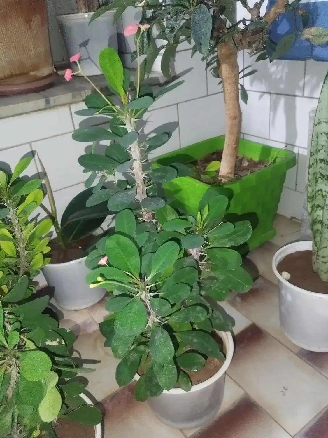 گل و گیاه|گل و گیاه طبیعی|بروجن, |دیوار