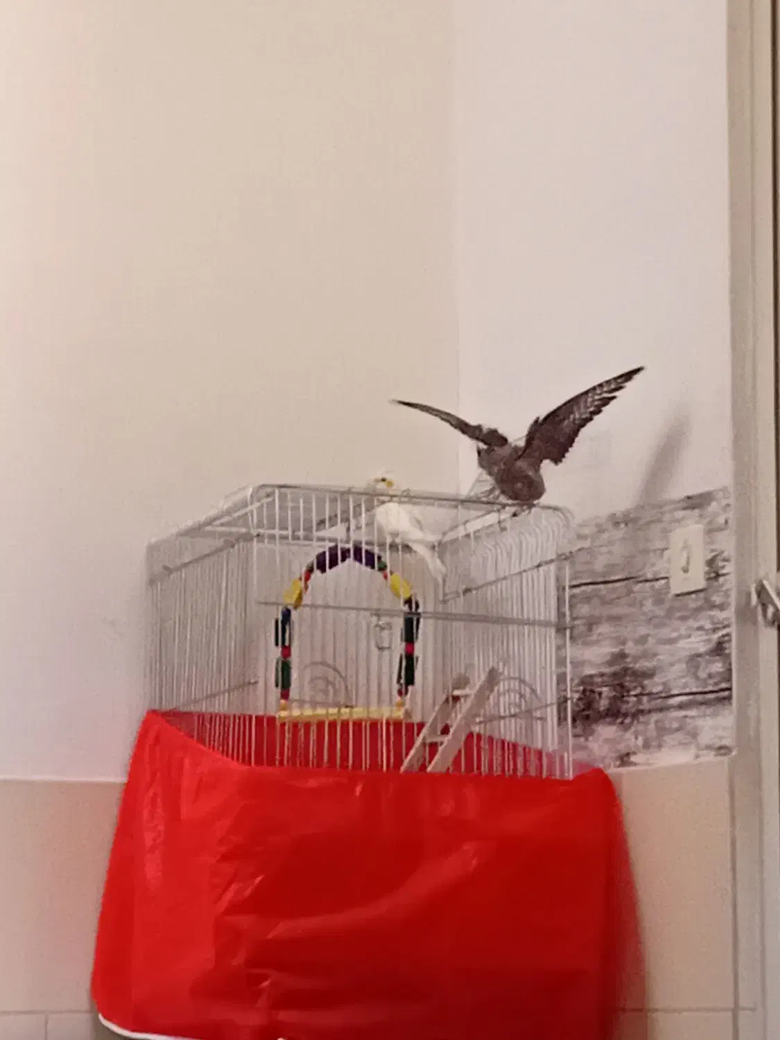 گمشده|حیوانات|یزد, |دیوار