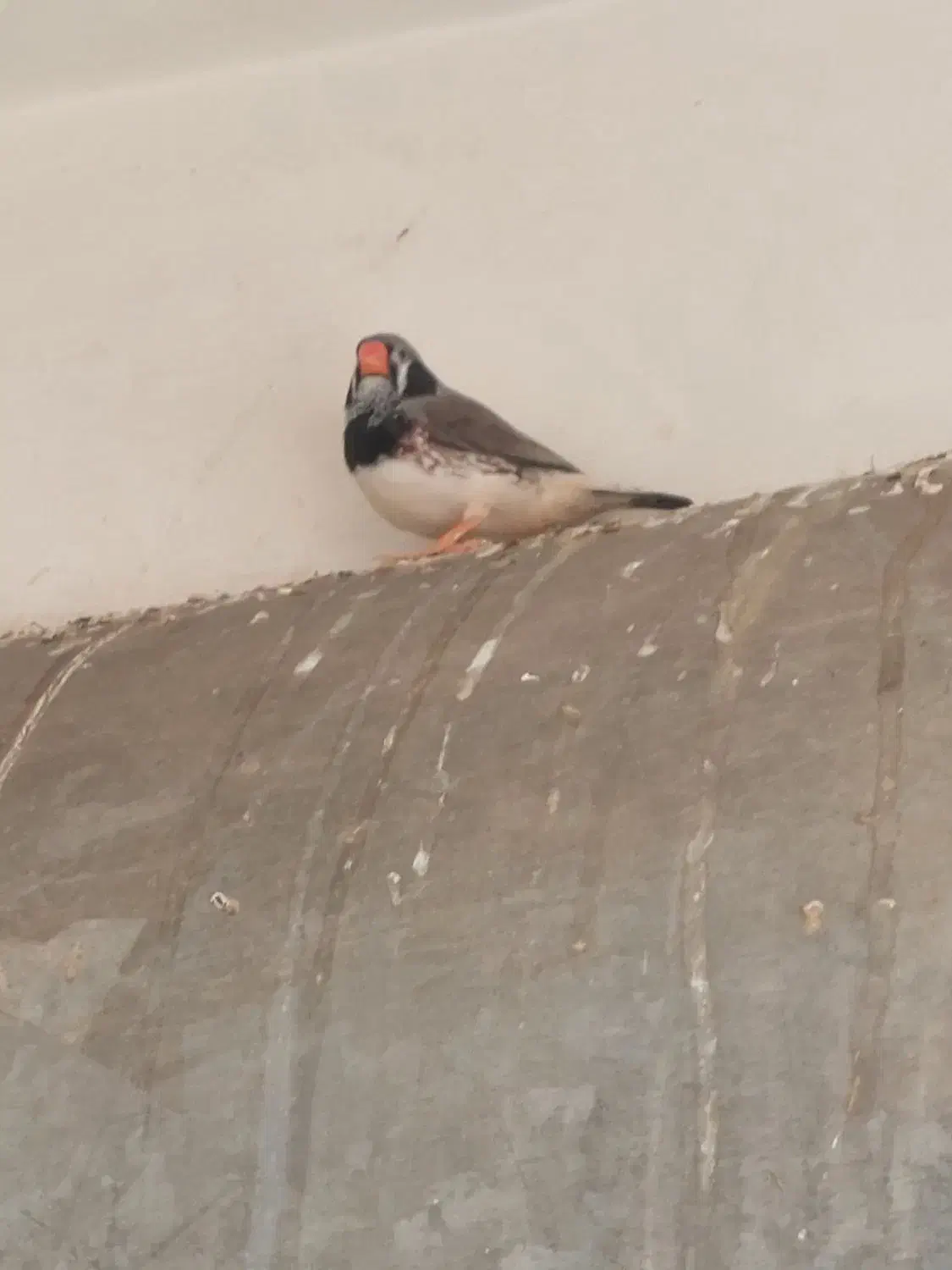 فنچ کینگ|پرنده|قم, پردیسان|دیوار