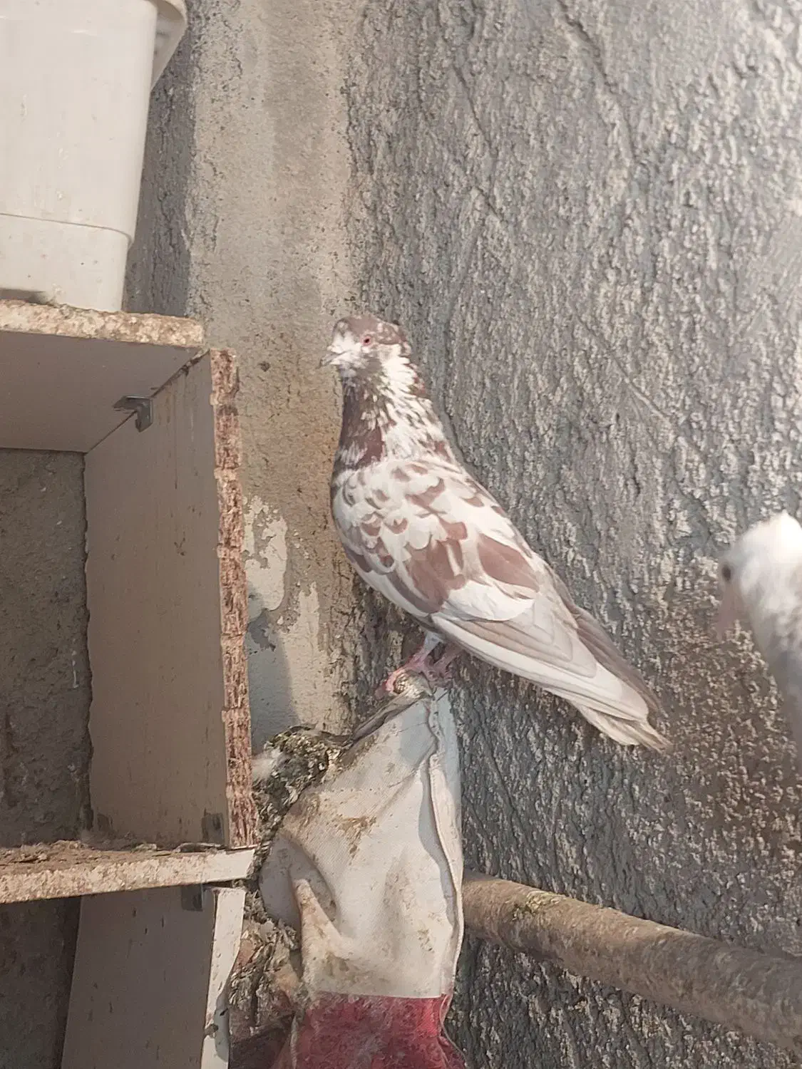 کبوتر|حیوانات|کرمانشاه, |دیوار