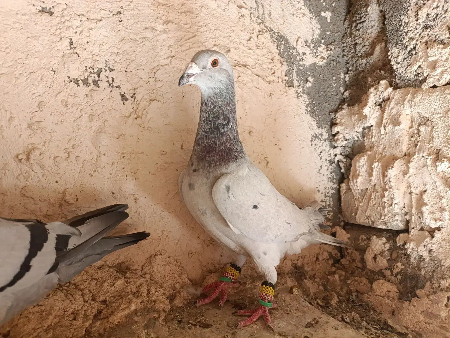 دزدیده شده|حیوانات|شیبکوه (فارس), |دیوار